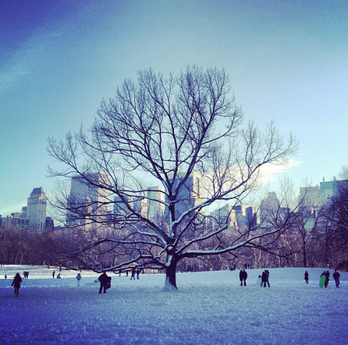 snow tree