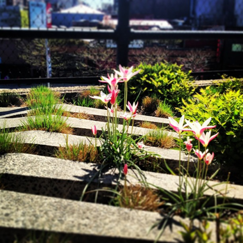 high line flowers