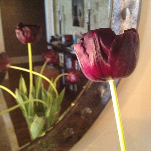tulips again