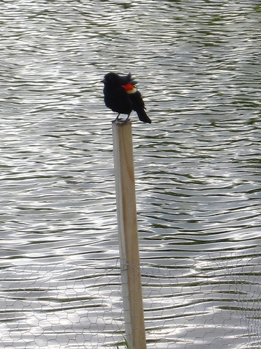 tiny helpful birds